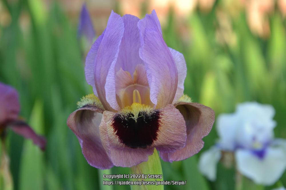 Photo of the bloom of Arilbred Iris (Iris 'Dubai') posted by Serjio