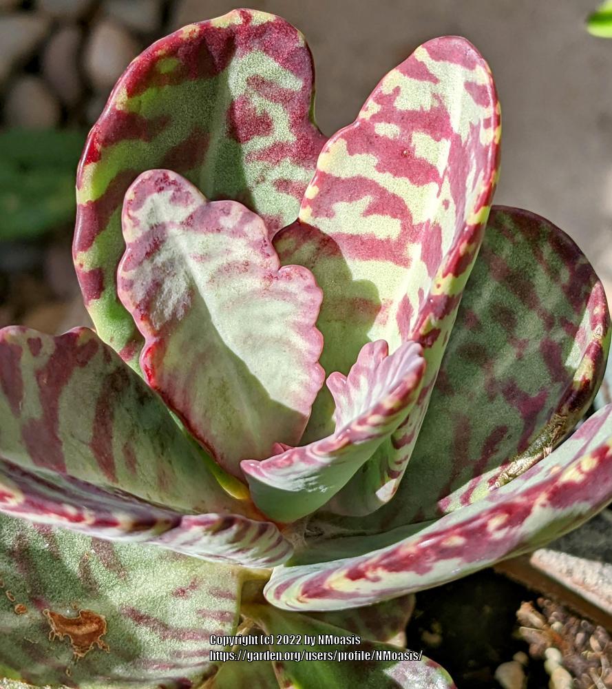 Spotted Kalanchoe (Kalanchoe humilis) in the Kalanchoes Database