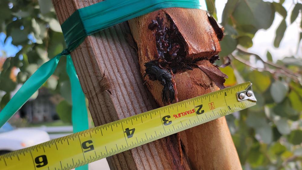 Can this eucalyptus recover? in the Ask a Question forum