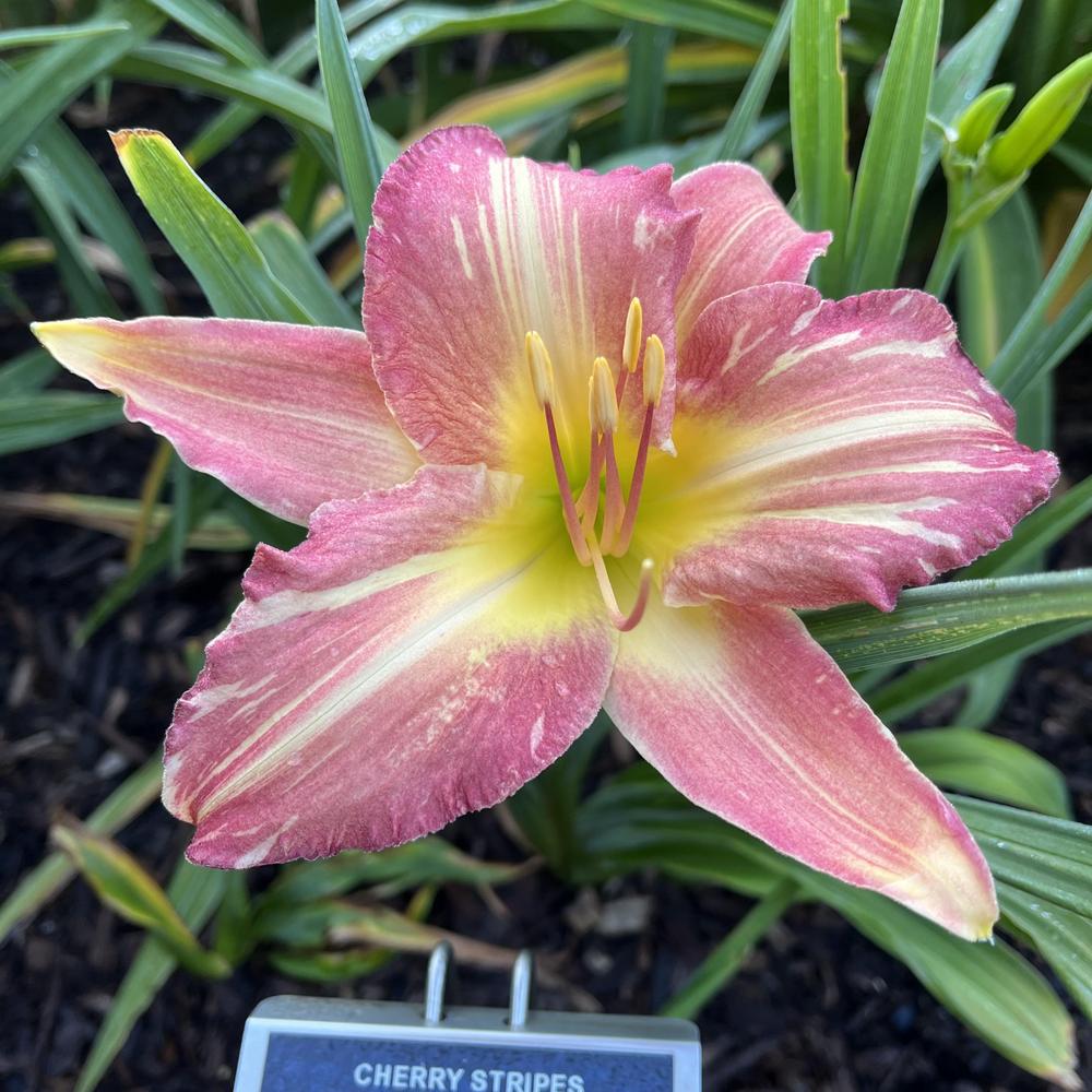 Daylily (Hemerocallis 'Cherry Stripes') in the Daylilies Database