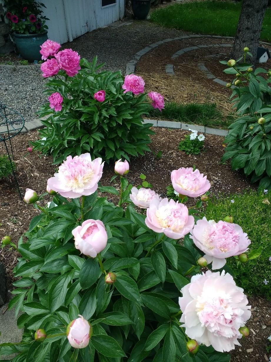 Photo of the entire plant of Peony (Paeonia lactiflora 'Fragrant Pink Imp') posted by TheMainer
