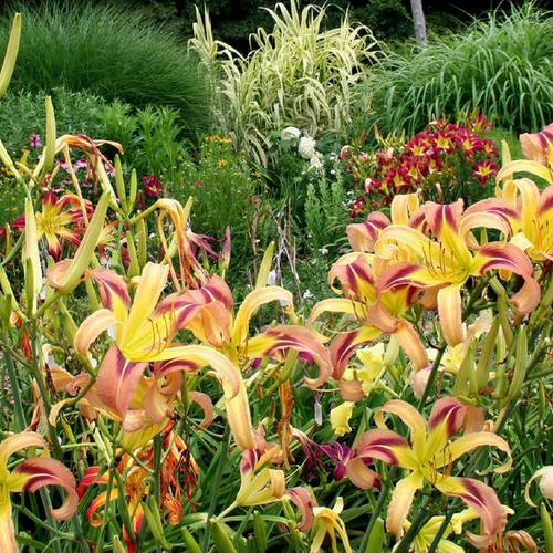 Daylily (Hemerocallis 'Birdwing Butterfly') in the Daylilies Database