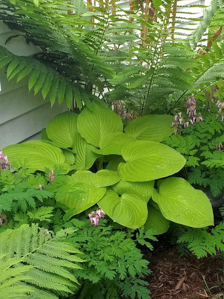 Photo of the entire plant of Hosta 'August Moon' posted by TheMainer