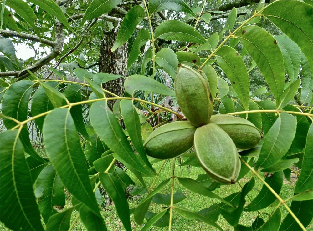 Photo of the fruit of Pecans (Carya illinoinensis) posted by scvirginia
