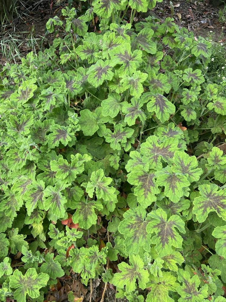 PeppermintScented Geranium (Pelargonium tomentosum 'Chocolate Mint