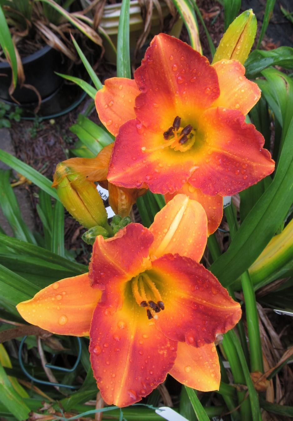 Daylily (Hemerocallis 'Bittersweet Holiday') in the Daylilies Database