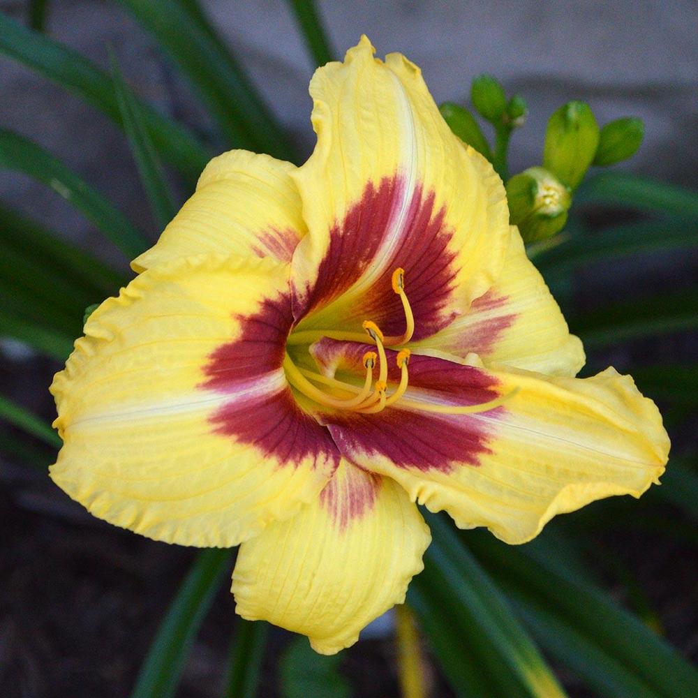 Photo of the bloom of Daylily (Hemerocallis 'Dead Eye Dick') posted by