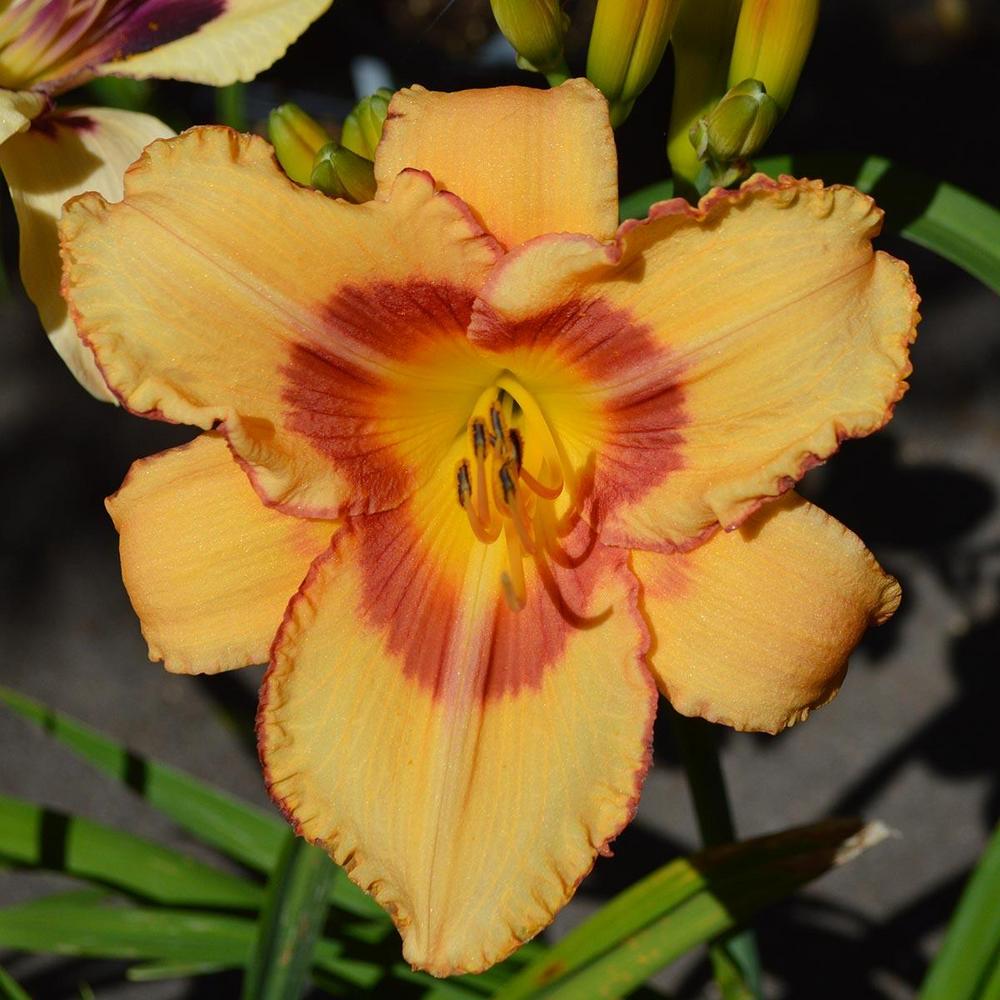 Photo of the bloom of Daylily (Hemerocallis 'Fox Point') posted by