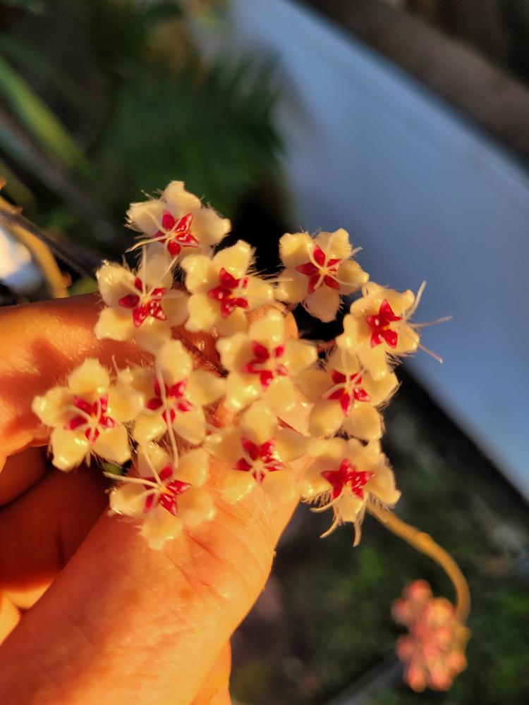 Photo of the bloom of Wax Plant (Hoya caudata) posted by