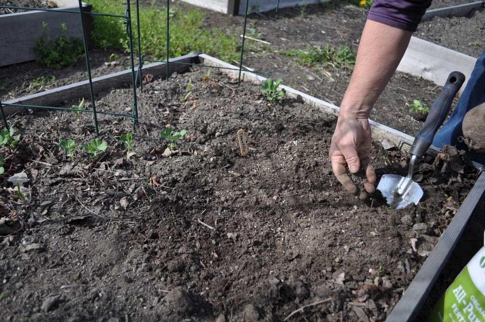 Edible Landscaping Using Organic Fertilizers