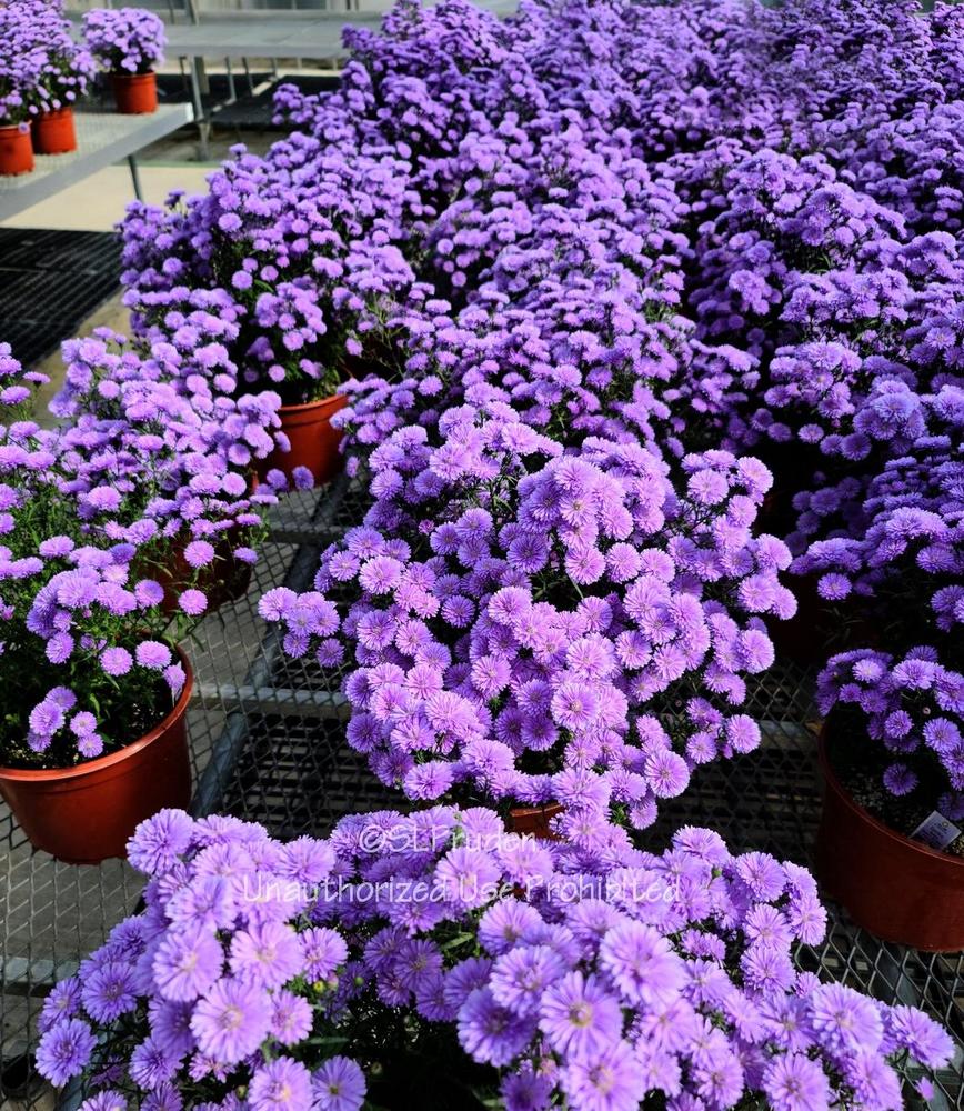 Photo of the entire plant of New York Aster (Symphyotrichum novibelgii