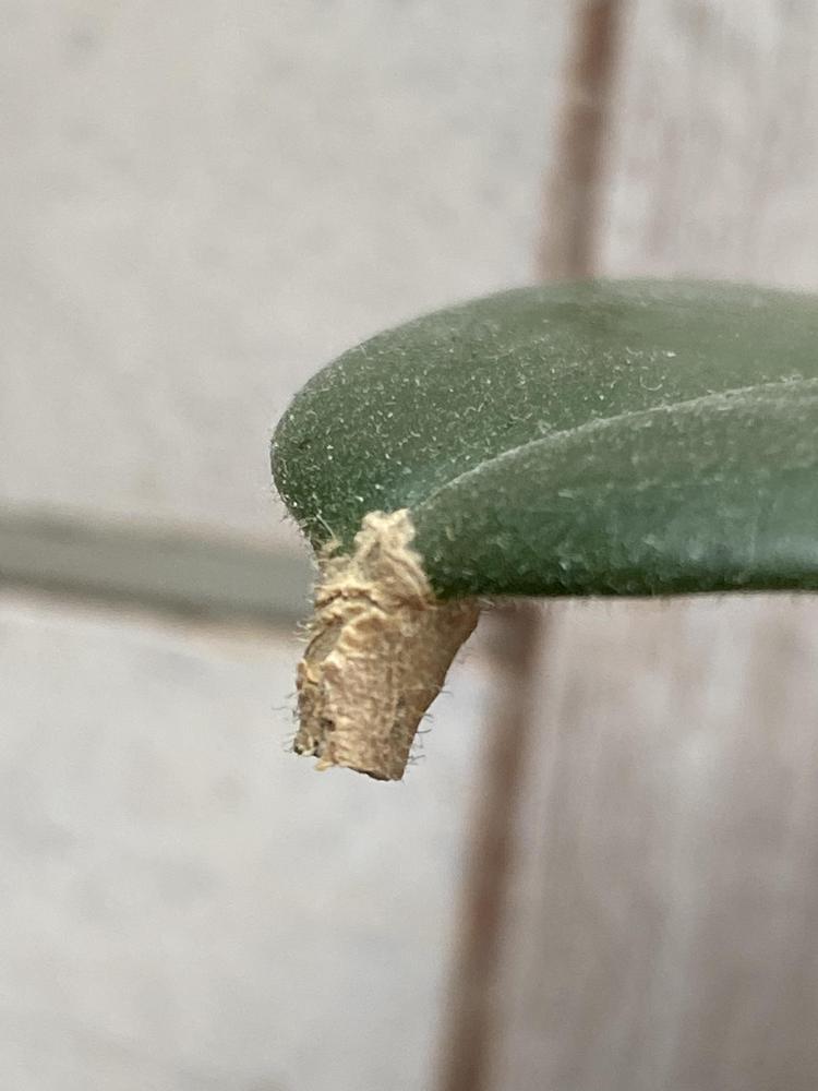 Lipstick plant issues in the Ask a Question forum