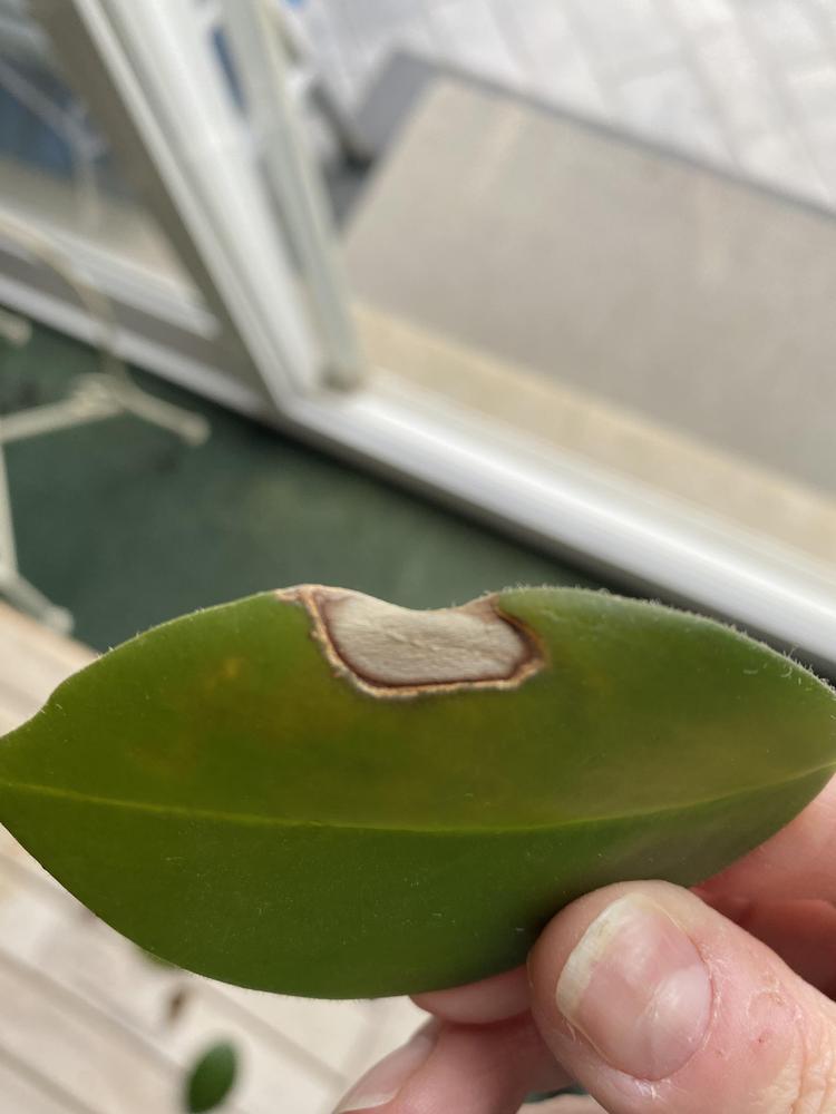 Lipstick plant issues in the Ask a Question forum