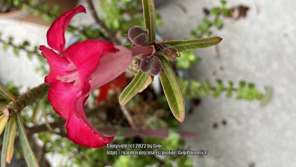 Photo of the seed pods or heads of Desert Rose (Adenium obesum 'Joker