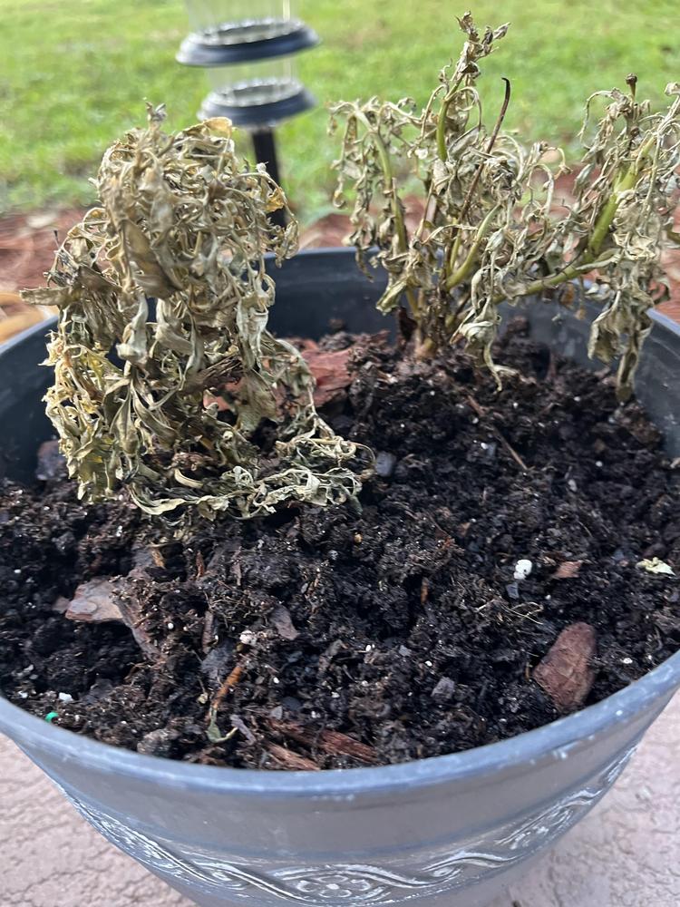 Potted marigolds keep dying in the Ask a Question forum