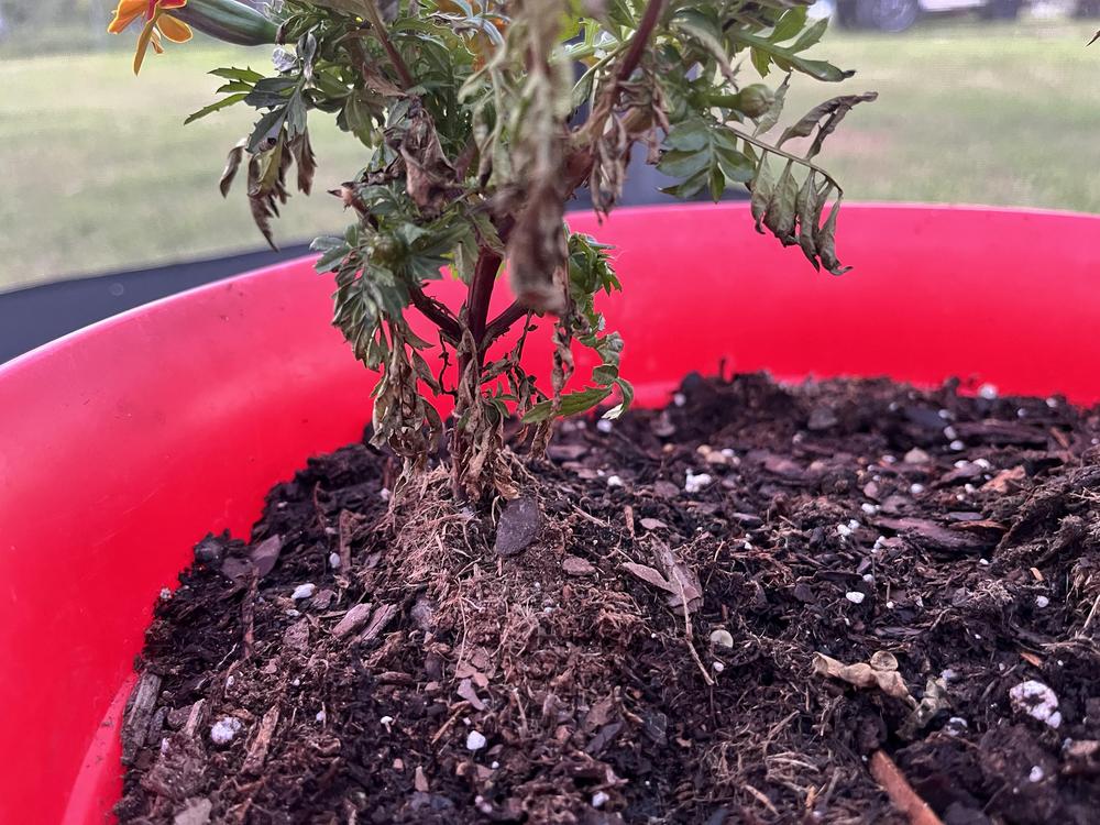 Potted marigolds keep dying in the Ask a Question forum