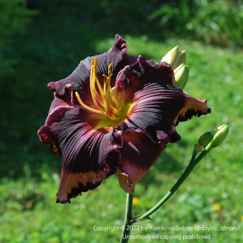 Photo of the bloom of Daylily (Hemerocallis 'Coit Tower') posted by