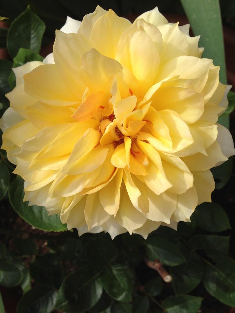Rose (Rosa 'Gold Glow') in the Roses Database
