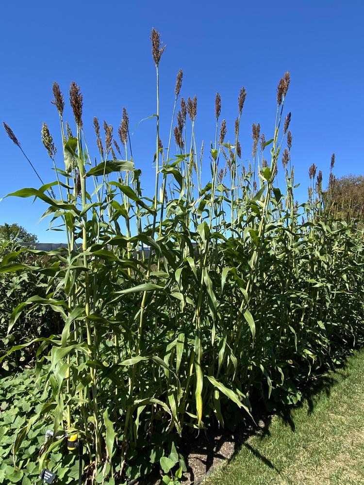 Photo of the entire plant of bicolor 'Sugar Drip