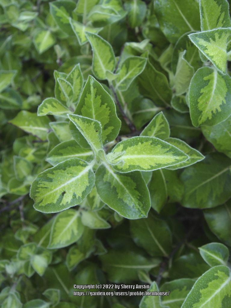 Photo of the leaves of Pittosporum 'Margaret Turnbull' posted by