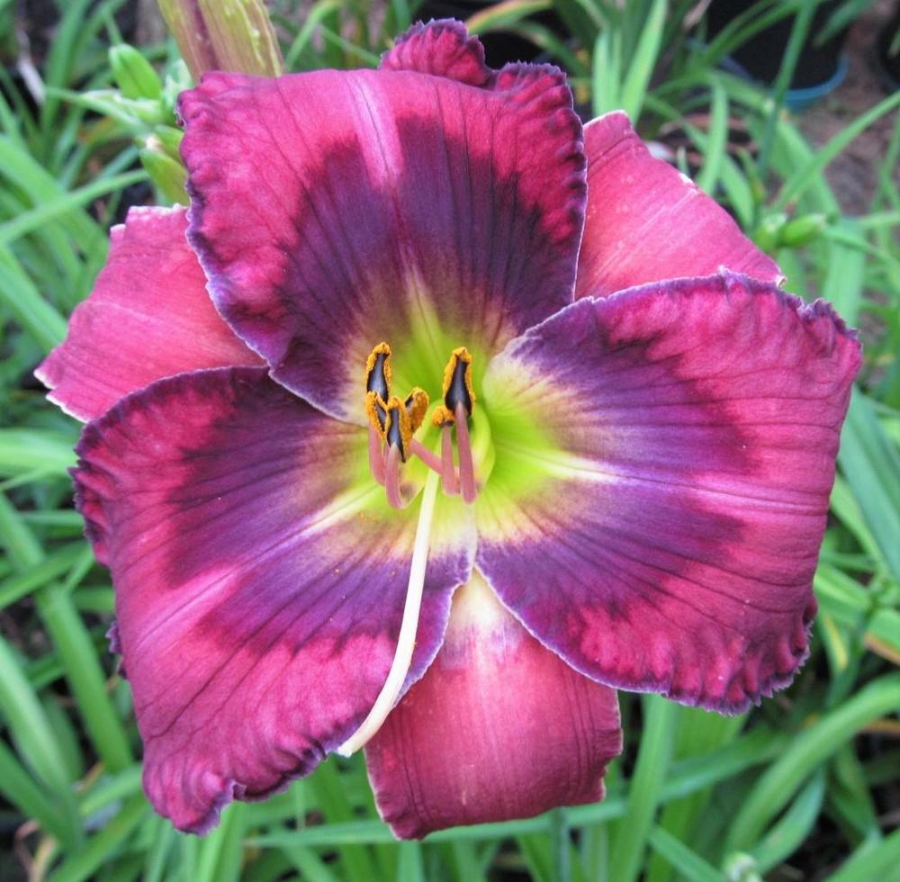 Photo of the bloom of Daylily (Hemerocallis 'Rainy Night in