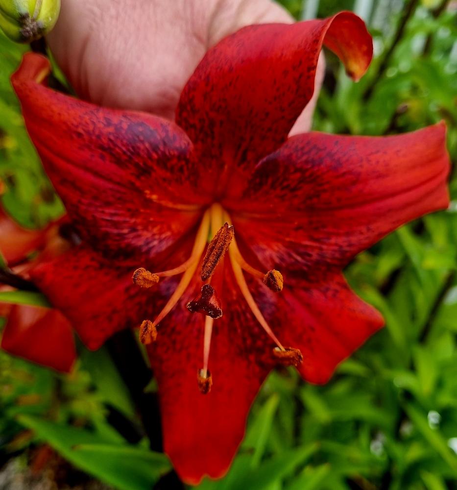 Lily (Lilium 'Strawberry Event') in the Lilies Database