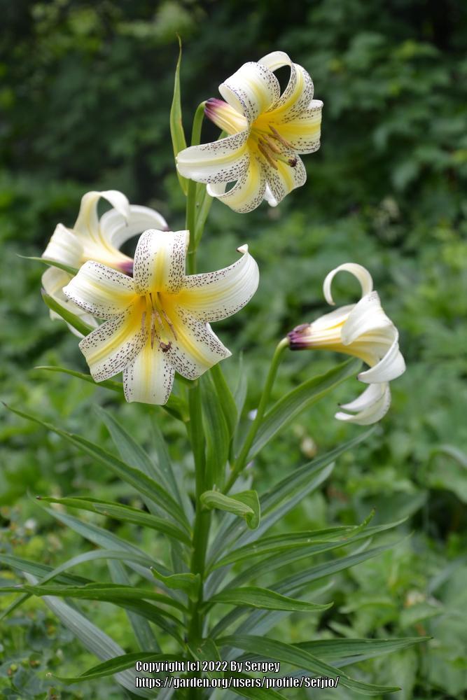 Lily (Lilium kesselringianum) in the Lilies Database