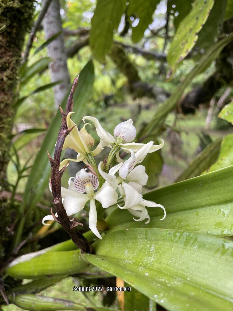 Photo of the bloom of Clamshell Orchid (Prosthechea fragrans) posted by
