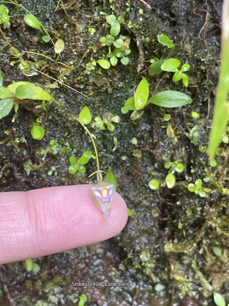 Photo of the bloom of Bladderwort (Utricularia jamesoniana) posted by