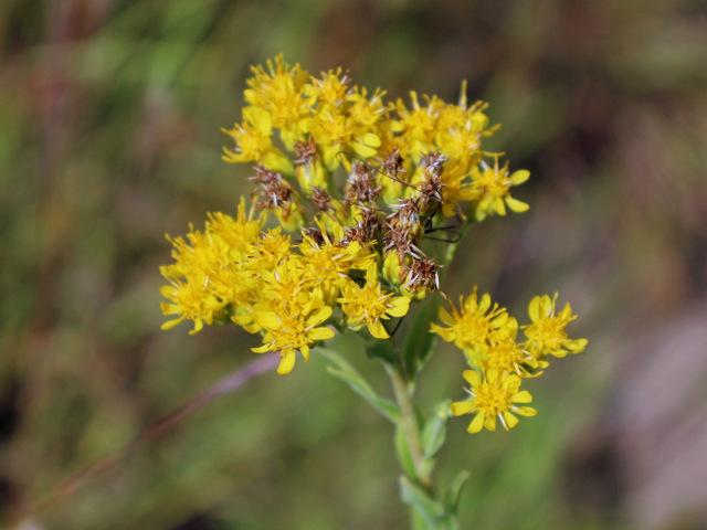 Solidago Rigida Golden Rockets Photo of the bloom of Stiff Goldenrod (Solidago rigida) posted by ...