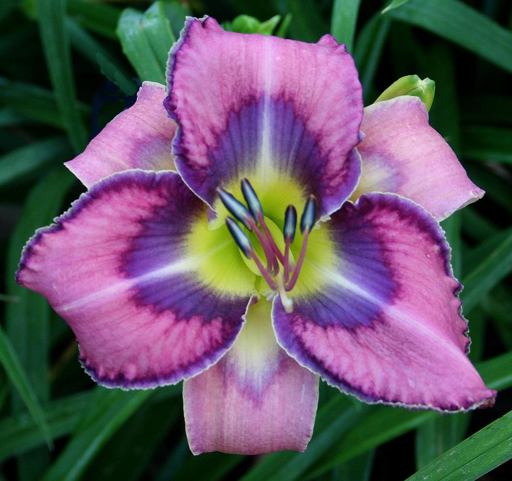 Daylily (Hemerocallis 'Indigo Bunting') in the Daylilies Database