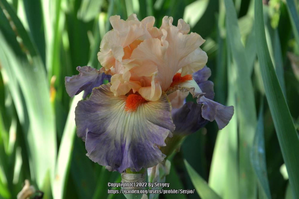 Photo of the bloom of Border Bearded Iris (Iris 'Boondoggle') posted by