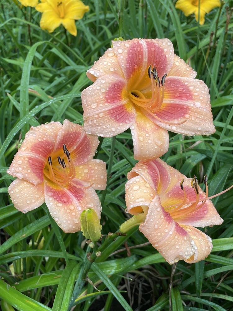 Daylily of the Day: Real Wind in the Plants of the Day forum - Garden.org