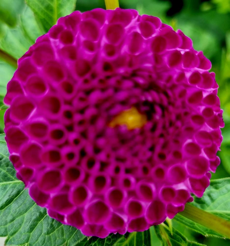 Dahlia 'Pride Of Place' in the Dahlias Database