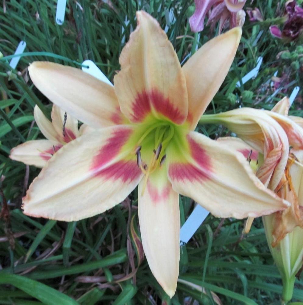 Photo of the bloom of Daylily (Hemerocallis 'Static Shock') posted by