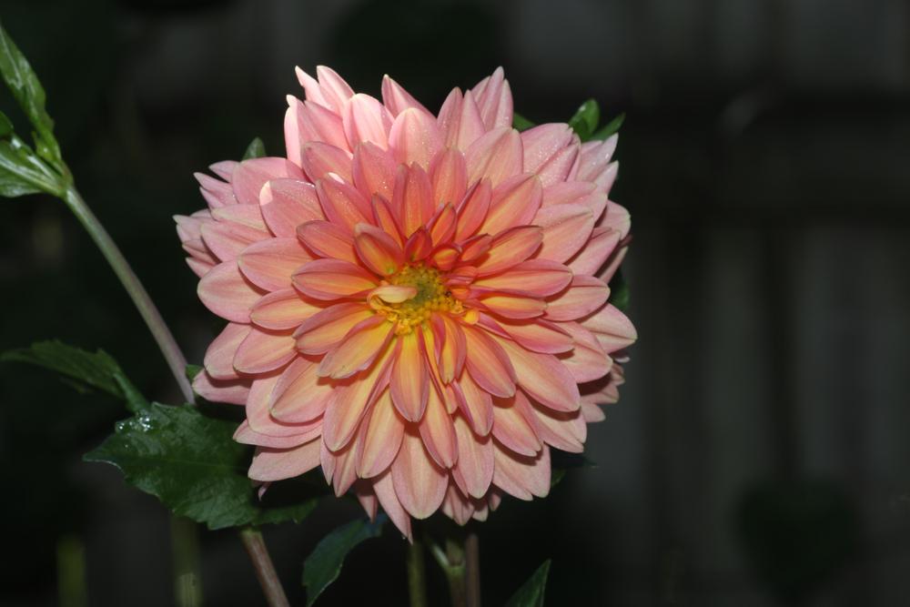 Photo of the bloom of Dahlia 'Peach Pie' posted by luvsgrtdanes