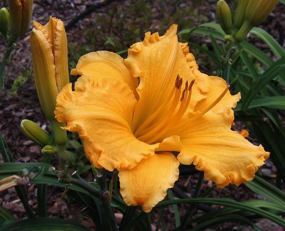 Daylily (Hemerocallis 'Avon Sunrise') in the Daylilies Database