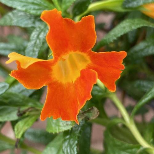 Monkeyflower (Diplacus aurantiacus Jelly Bean™ Orange)