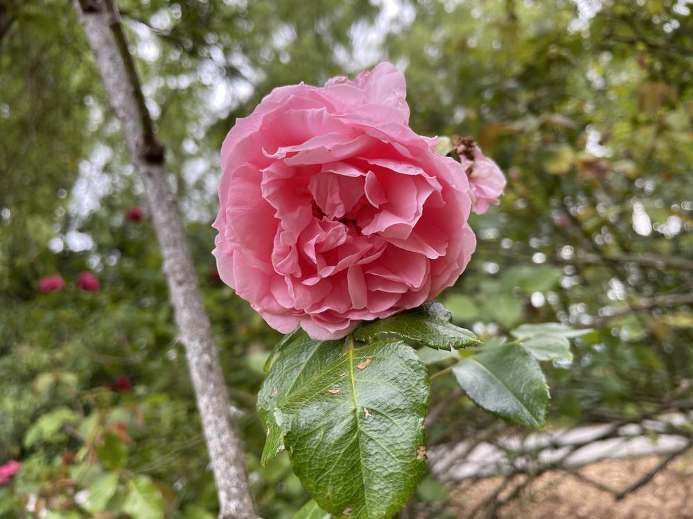 Archduke Roses Rose (Rosa 'Archiduc Joseph') in the Roses Database - Garden.org