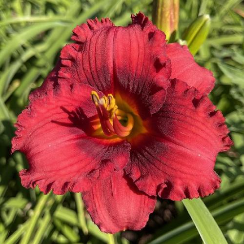 Daylily (Hemerocallis 'Little Cherry Smile') in the Daylilies Database