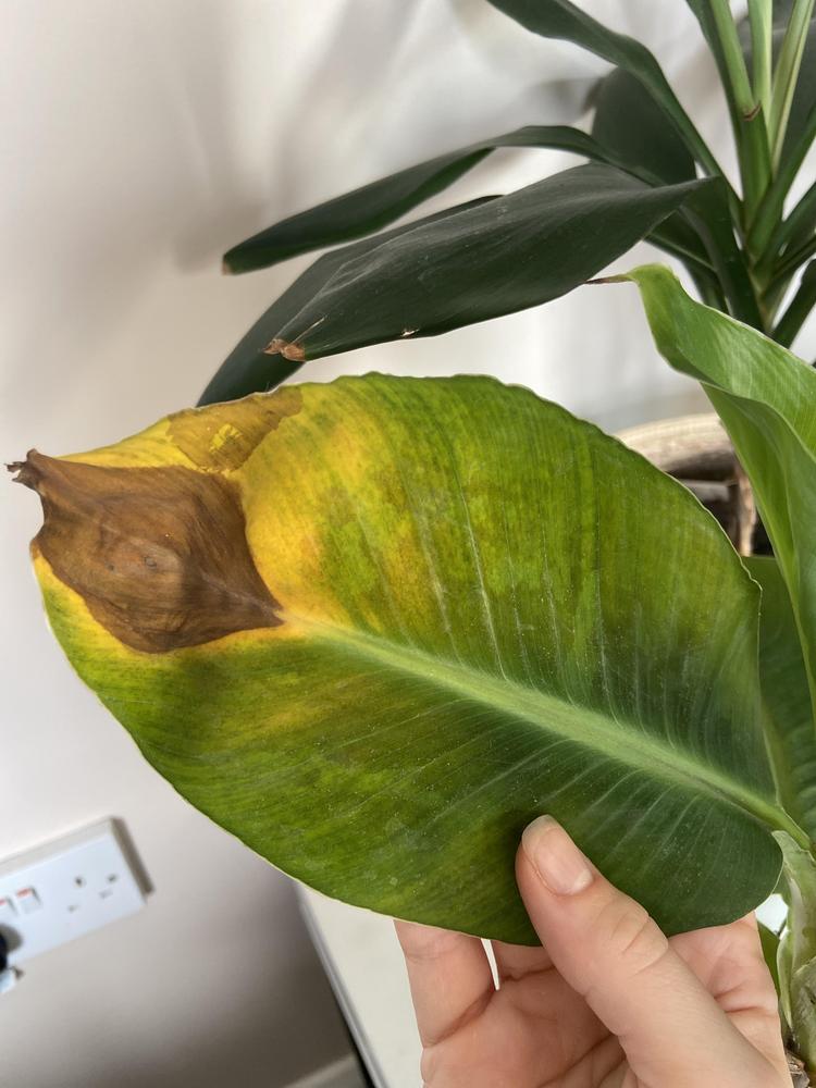 Banana plant brown spots in the Ask a Question forum