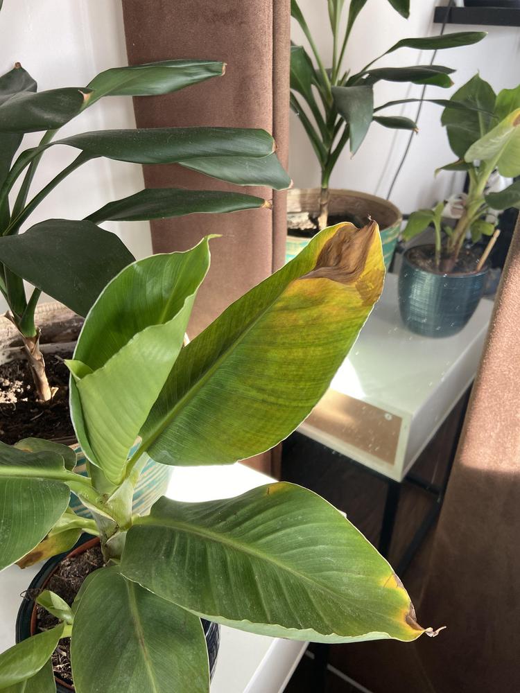 Banana plant brown spots in the Ask a Question forum