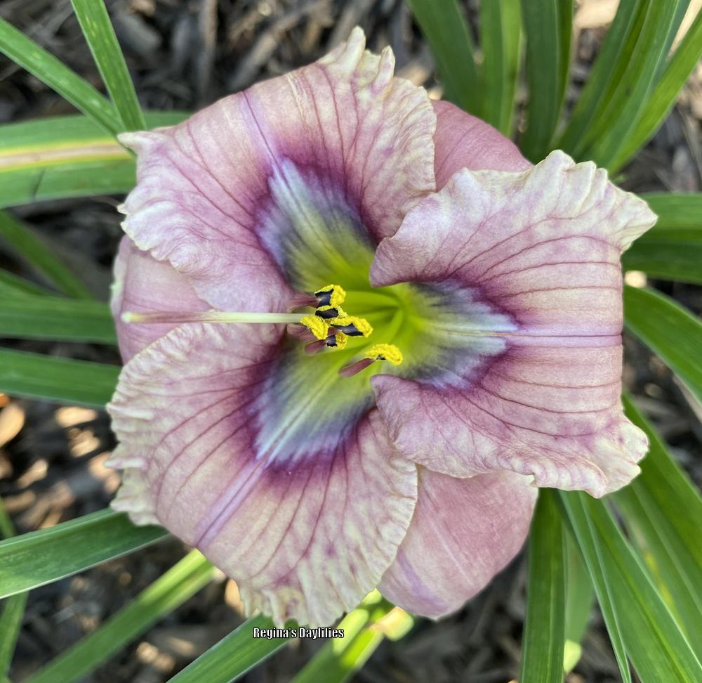 Photo of the bloom of Daylily (Hemerocallis 'Faulkner's Pinky Swear with Rick') posted by