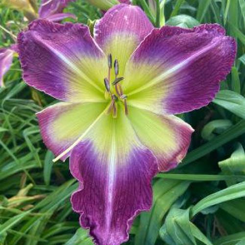 Daylily (Hemerocallis 'Thousand Miles Away') in the Daylilies Database