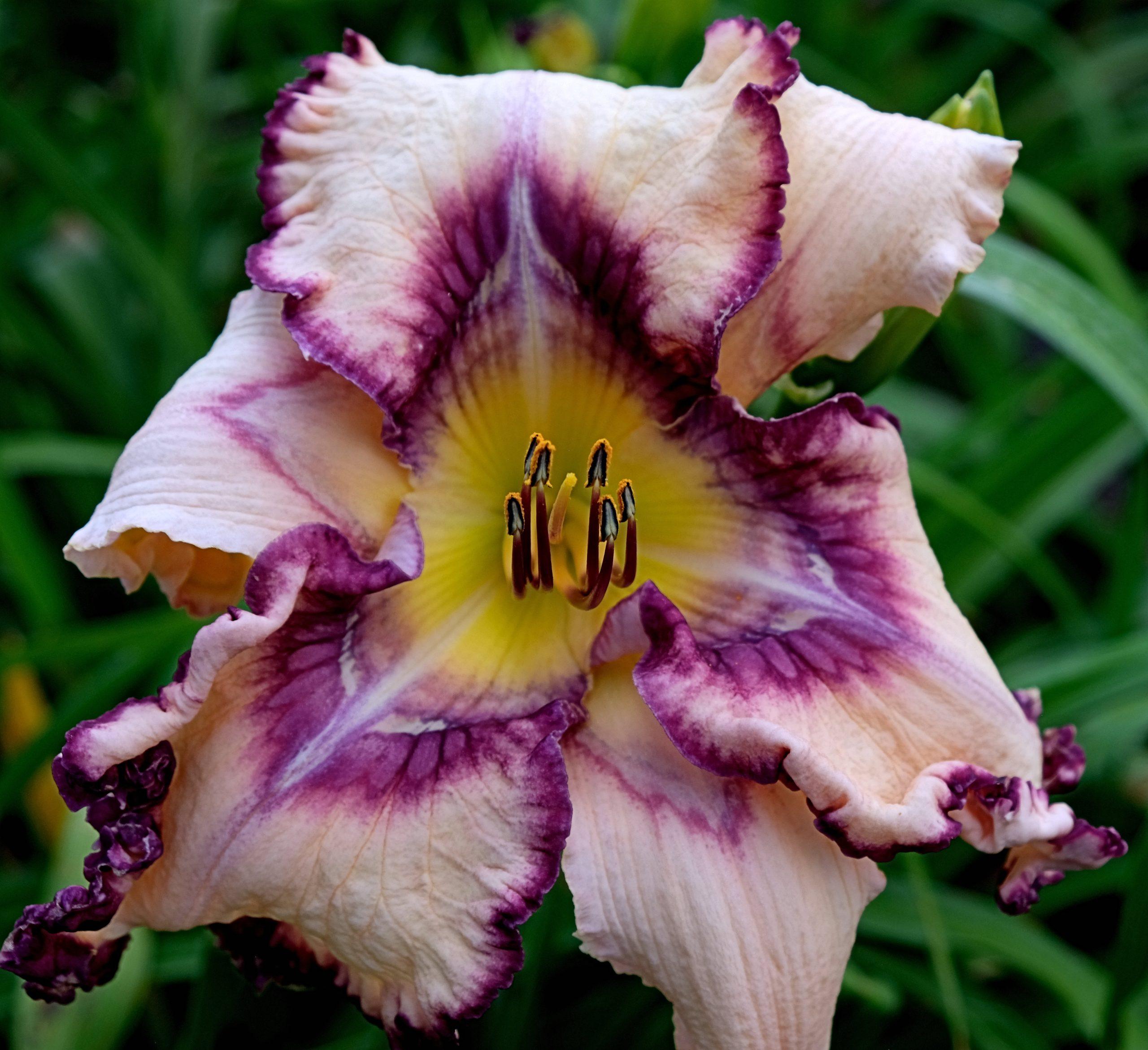 Daylily (Hemerocallis 'Vectors Victor') in the Daylilies Database