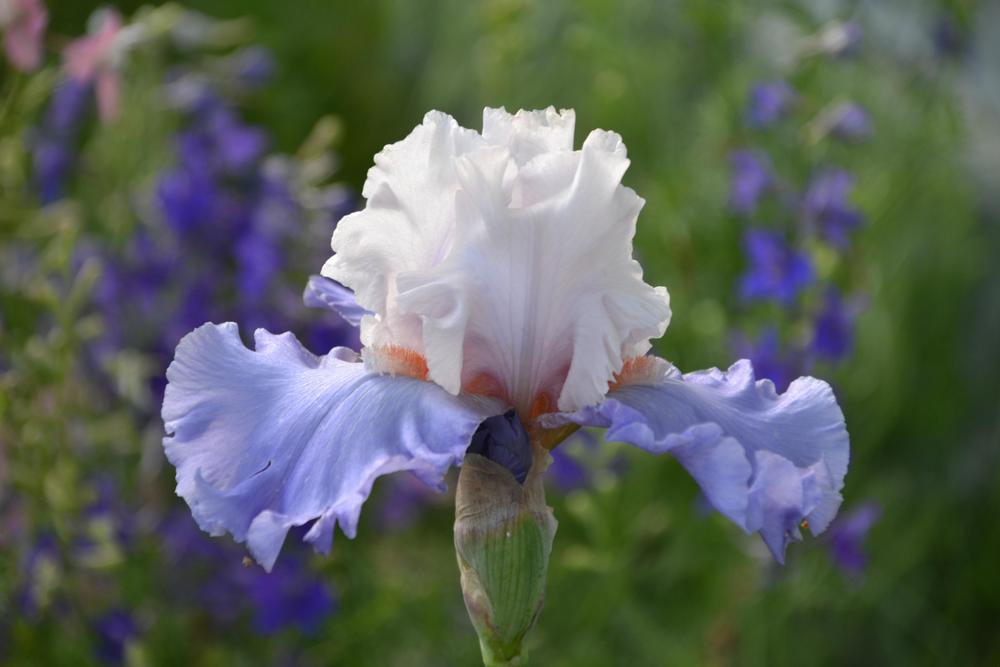 Photo of the bloom of Iris 'Calgary' posted by Beckyree8