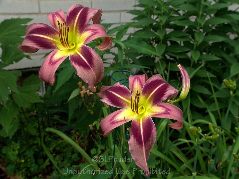 Photo of the bloom of Daylily (Hemerocallis 'Starman's Quest') posted