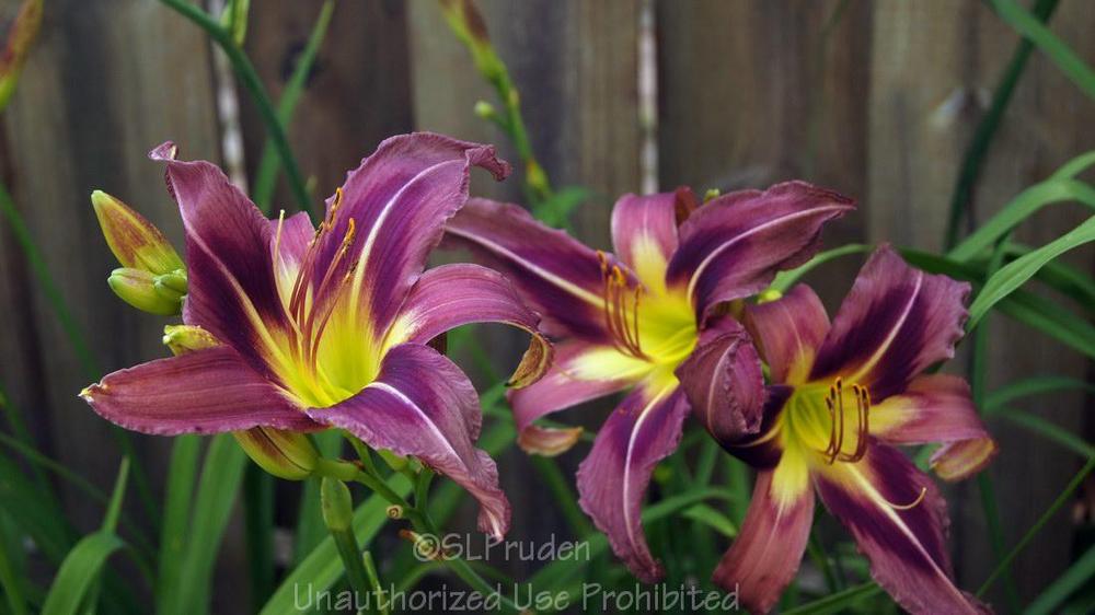 Photo of the bloom of Daylily (Hemerocallis 'Starman's Quest') posted