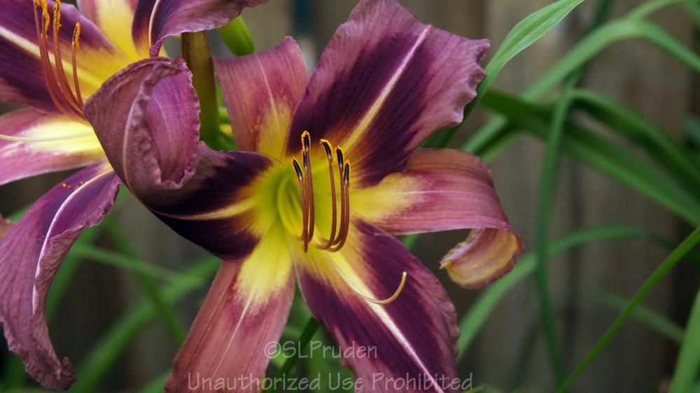 Photo of the bloom of Daylily (Hemerocallis 'Starman's Quest') posted