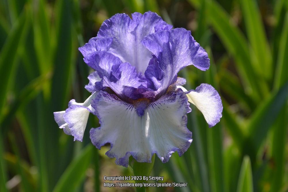 Tall Bearded Iris (Iris 'Texas Two Step') in the Irises Database